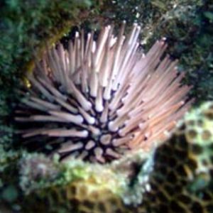 Sea Urchin taken in 15 feet free dive on Tinian reef w/ d... by Martin Dalsaso 